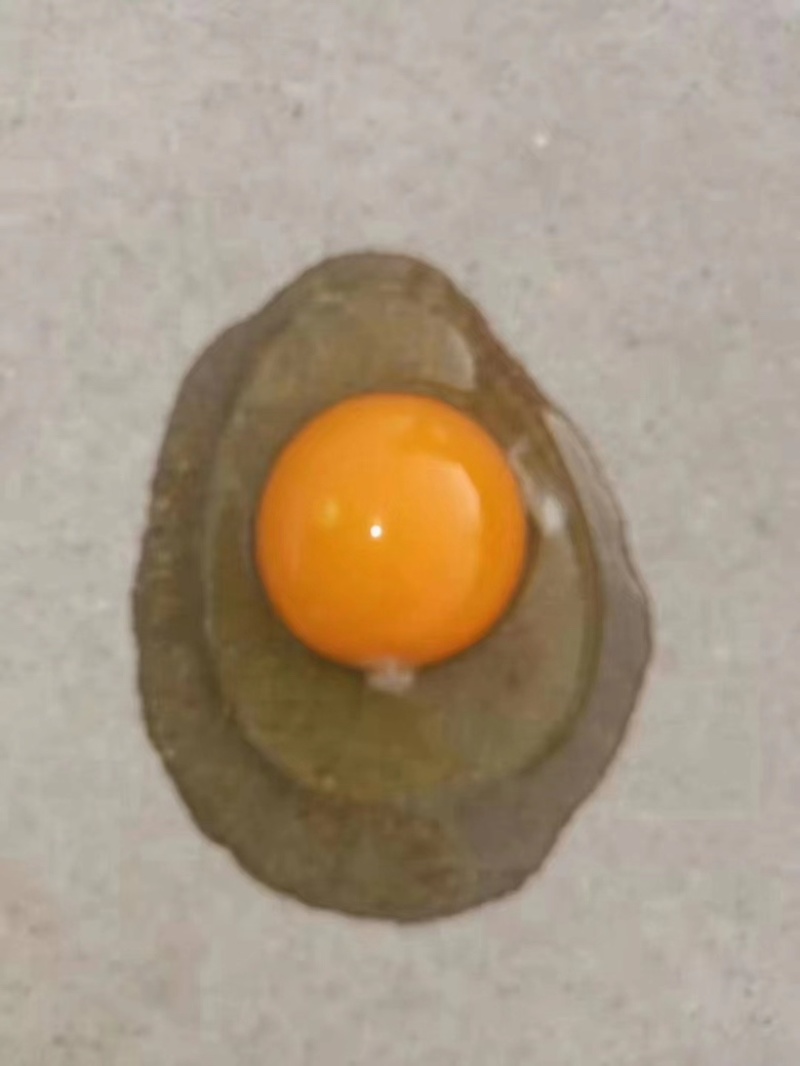 480枚绿壳鸡蛋绿壳乌鸡蛋绿壳草鸡蛋鸡场直供包新鲜