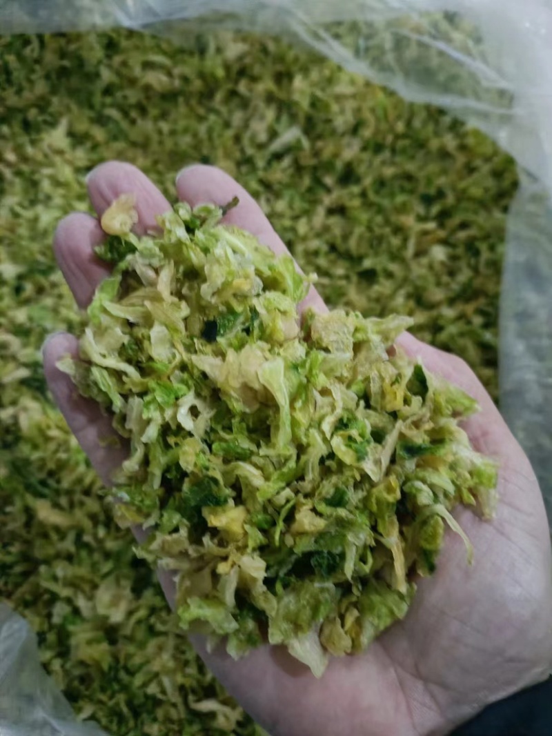 精品烘干包菜又名高丽菜品质保证诚信经营一手货源欢迎采购