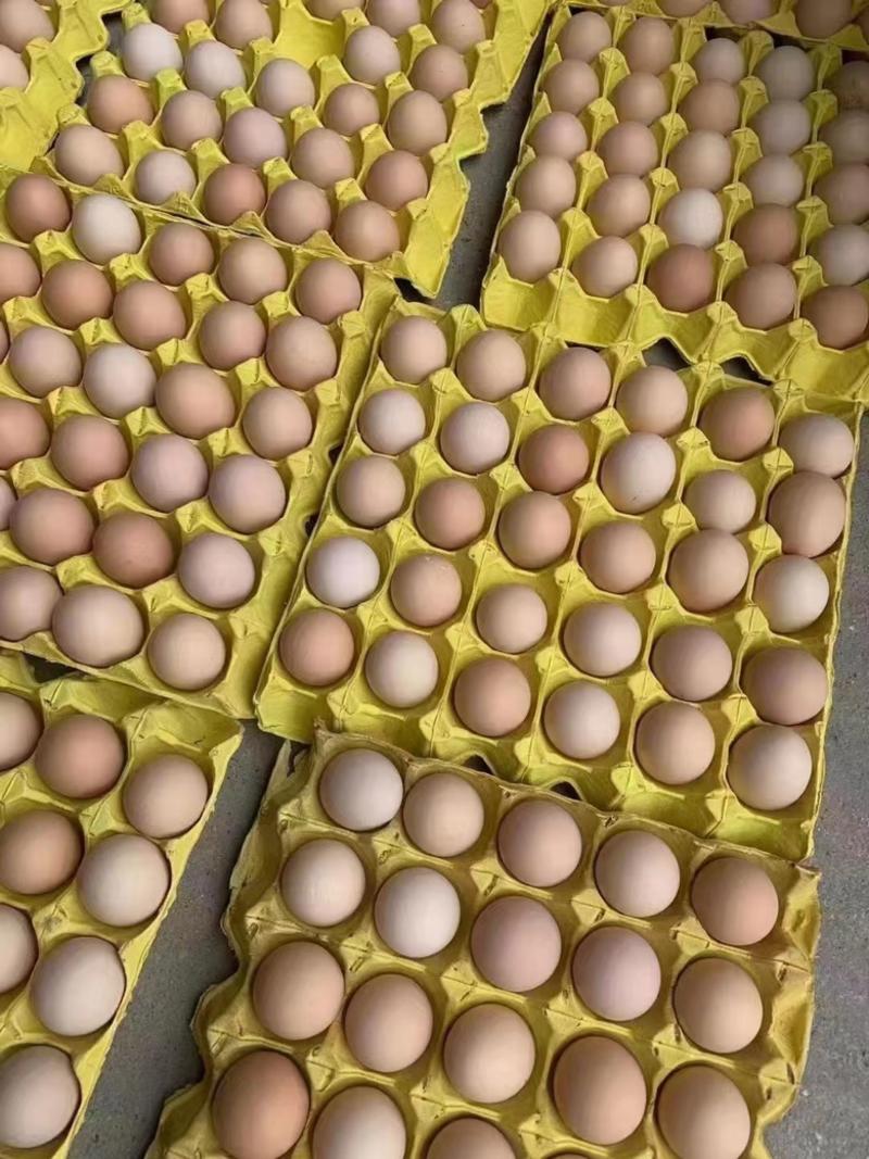 正宗新鲜土鸡蛋草鸡蛋笨鸡蛋鲜鸡蛋鸡场直供量大价优