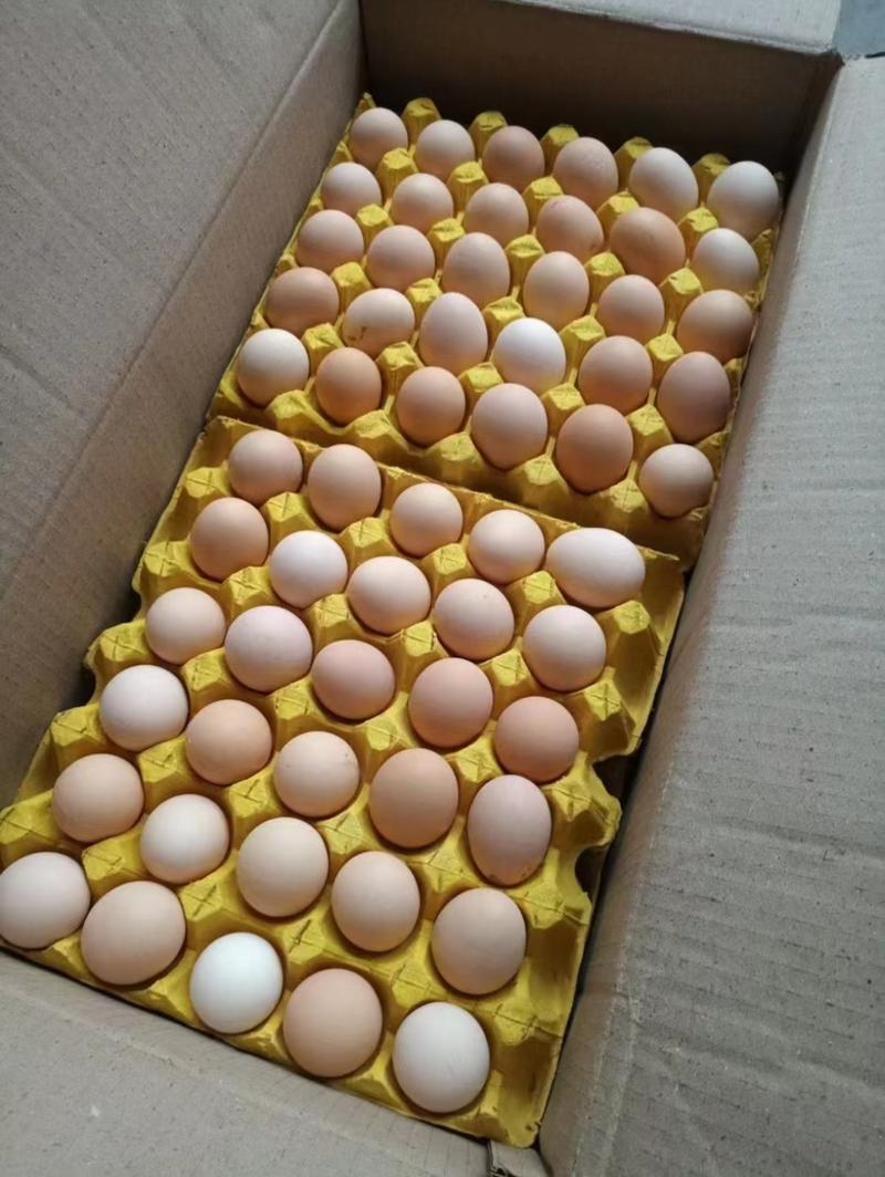 正宗新鲜土鸡蛋草鸡蛋笨鸡蛋鲜鸡蛋鸡场直供量大价优