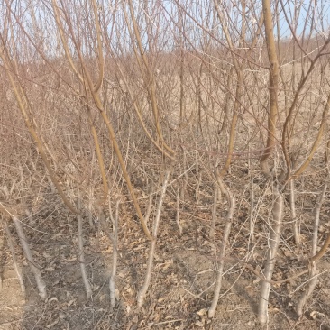 黄桃树苗毛桃树苗油桃树苗现货需要联系我