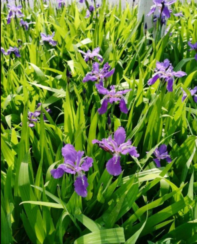 蓝花鸢尾