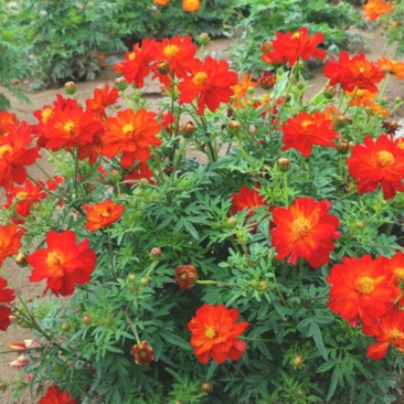 硫华菊