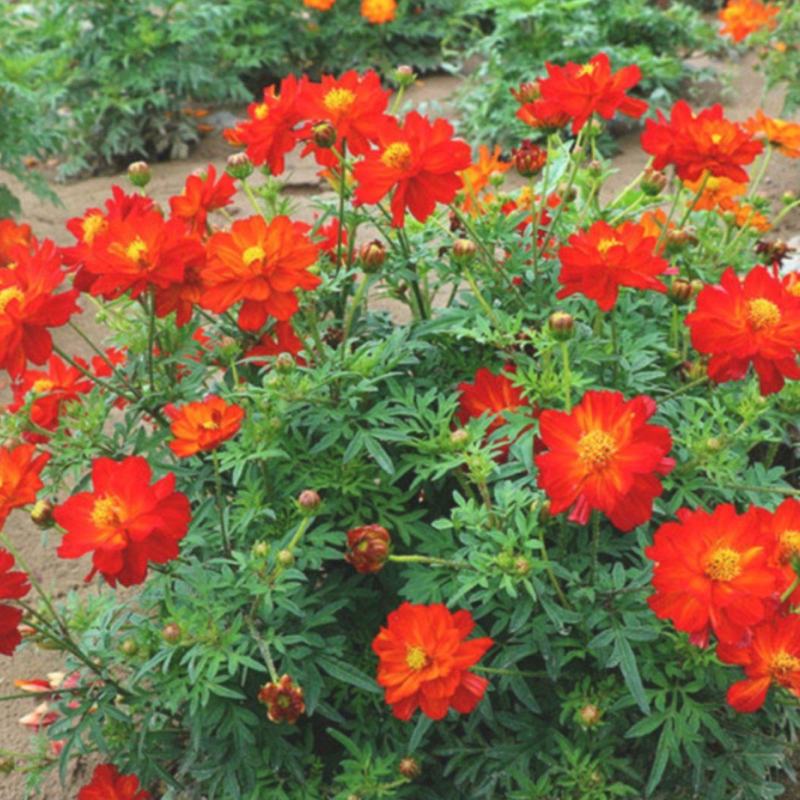 硫华菊