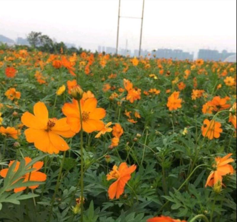 硫华菊