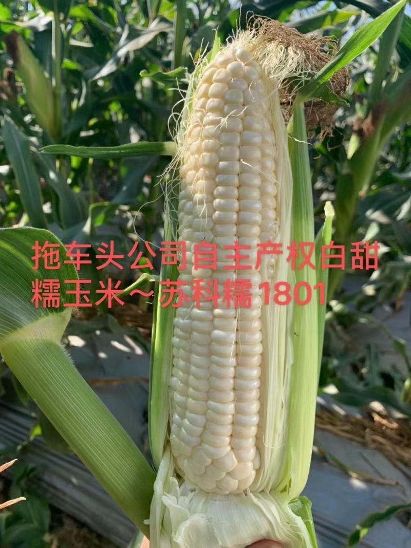 国审白甜糯玉米种子1801玉米种子大棒口感形