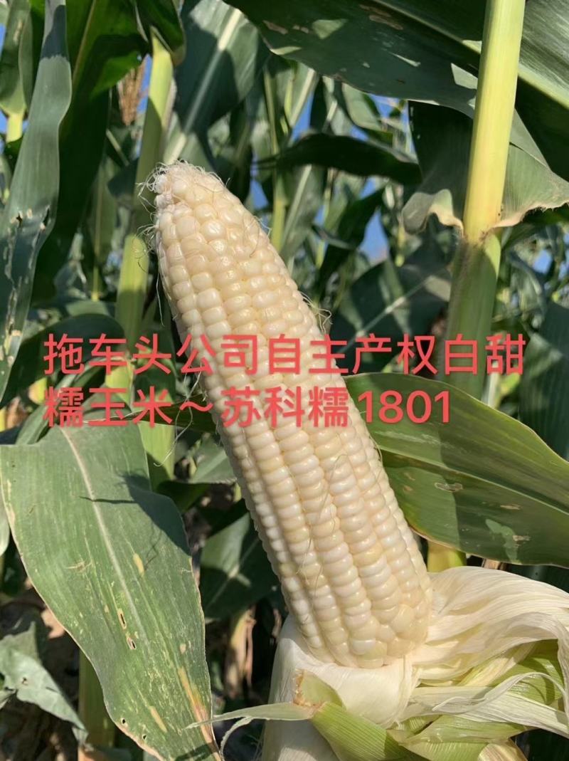 国审白甜糯玉米种子1801玉米种子大棒口感形