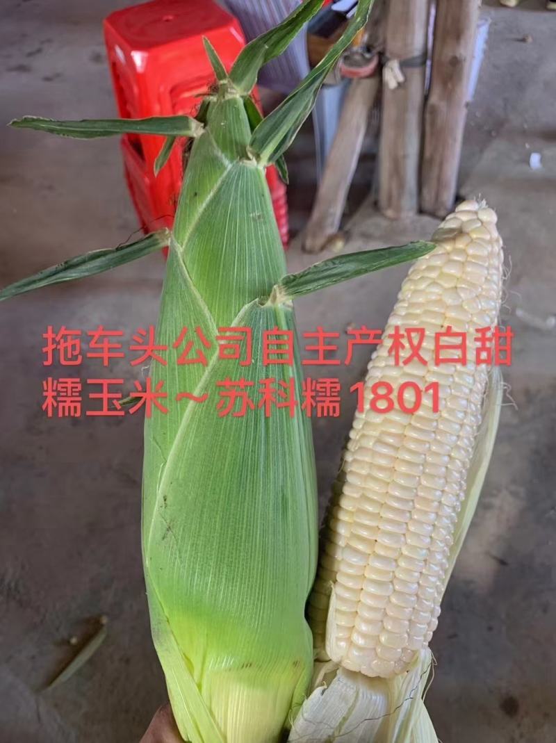 国审白甜糯玉米种子1801玉米种子大棒口感形
