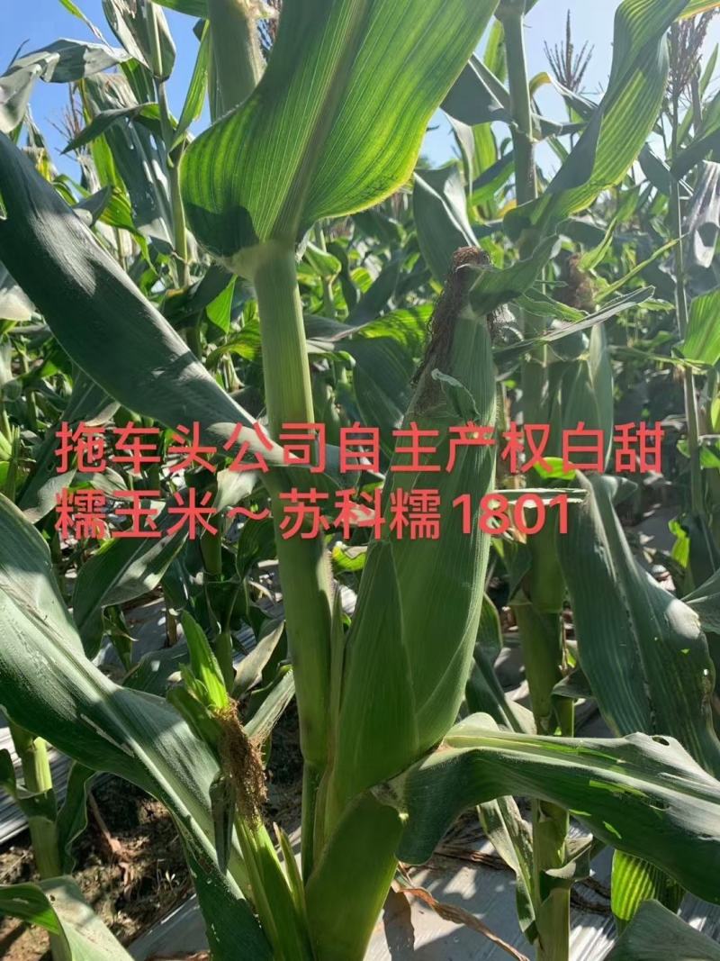 国审白甜糯玉米种子1801玉米种子大棒口感形