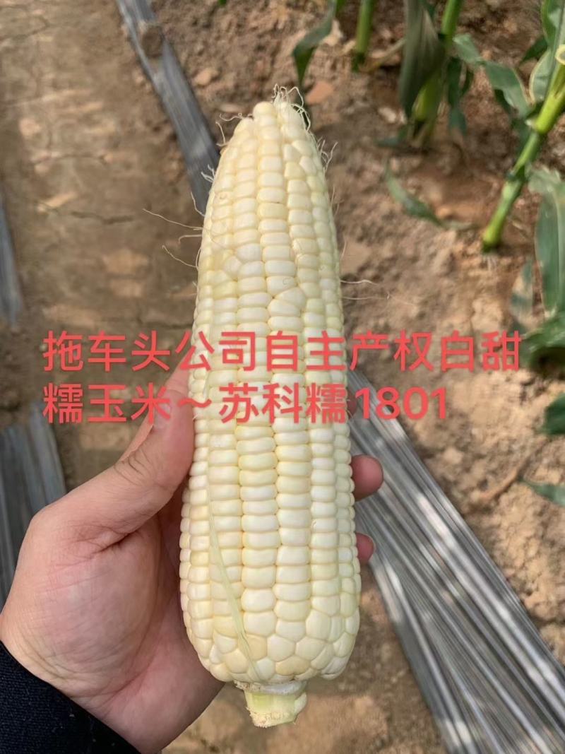 国审白甜糯玉米种子1801玉米种子大棒口感形