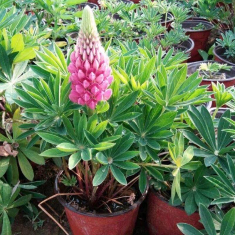 鲁冰花