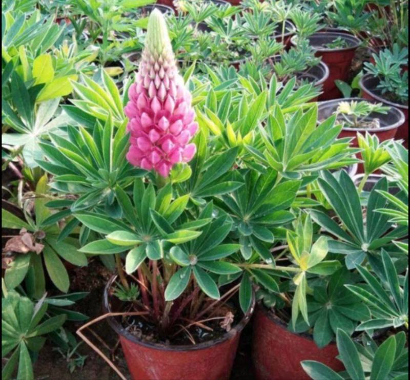 鲁冰花