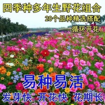 野花组合花种子四季种开花不断格桑花种子花海庭院绿化花种子