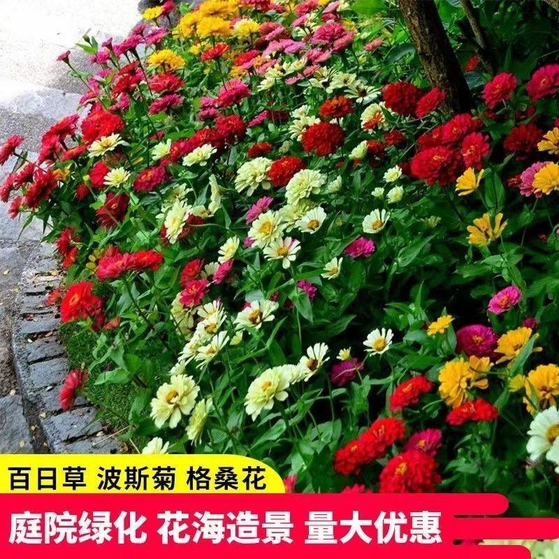 野花组合花种子四季种开花不断格桑花种子花海庭院绿化花种子
