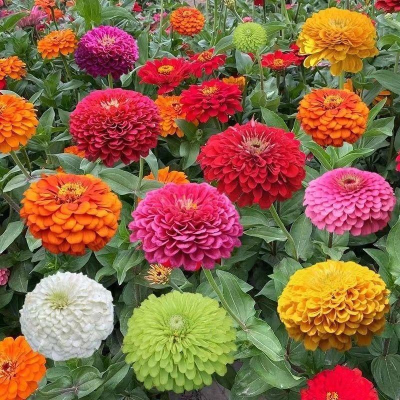 野花组合花种子四季种开花不断格桑花种子花海庭院绿化花种子