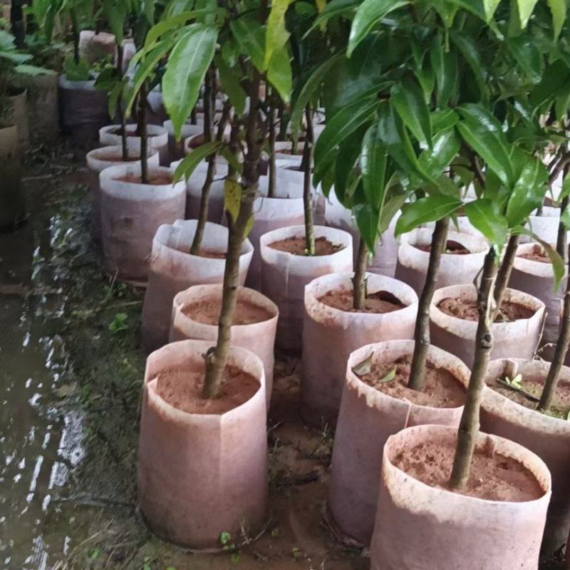 仙进奉荔枝