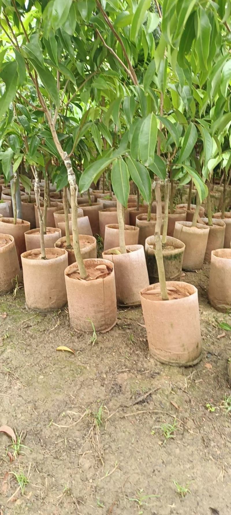 仙进奉荔枝