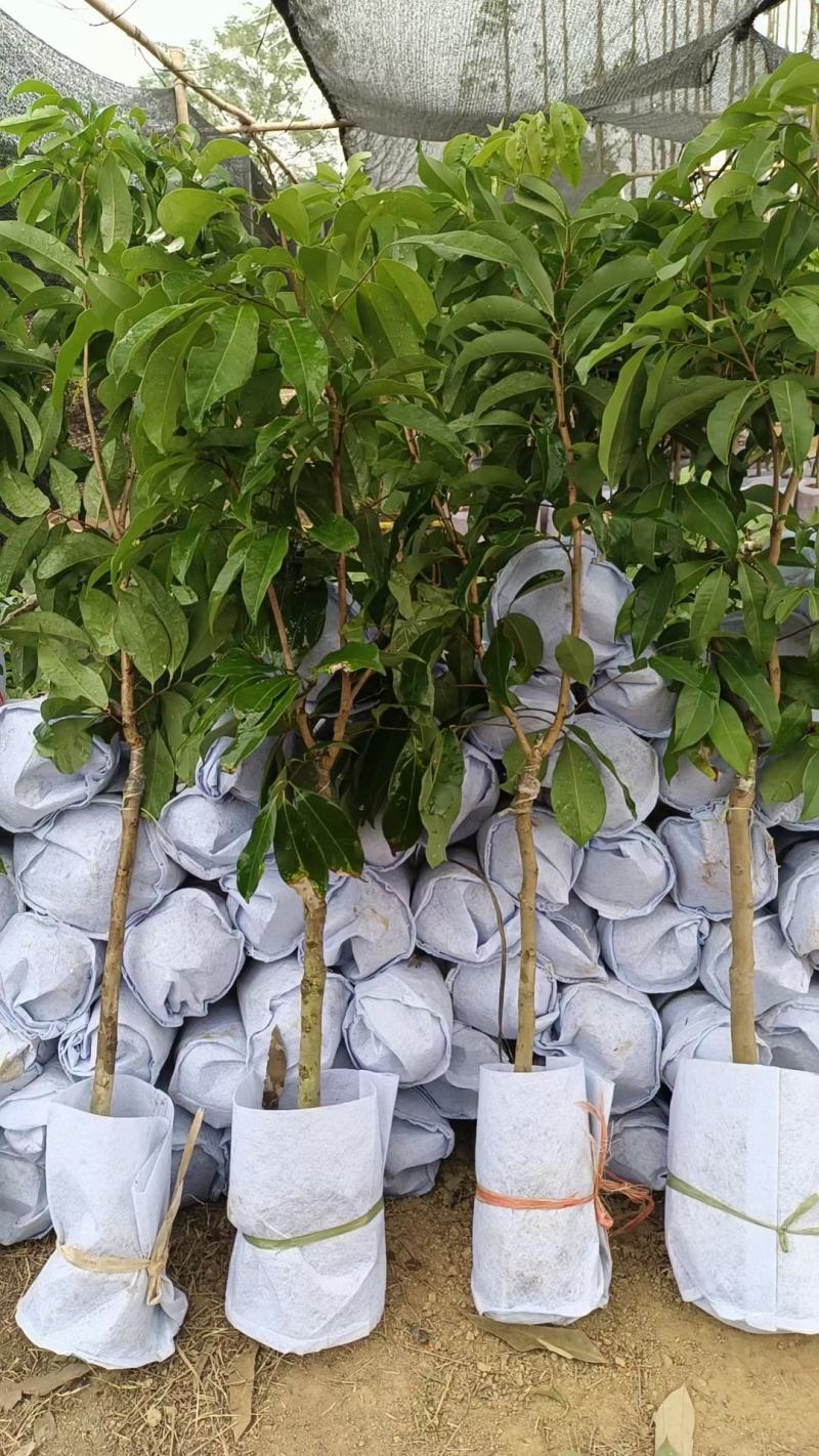 仙进奉荔枝