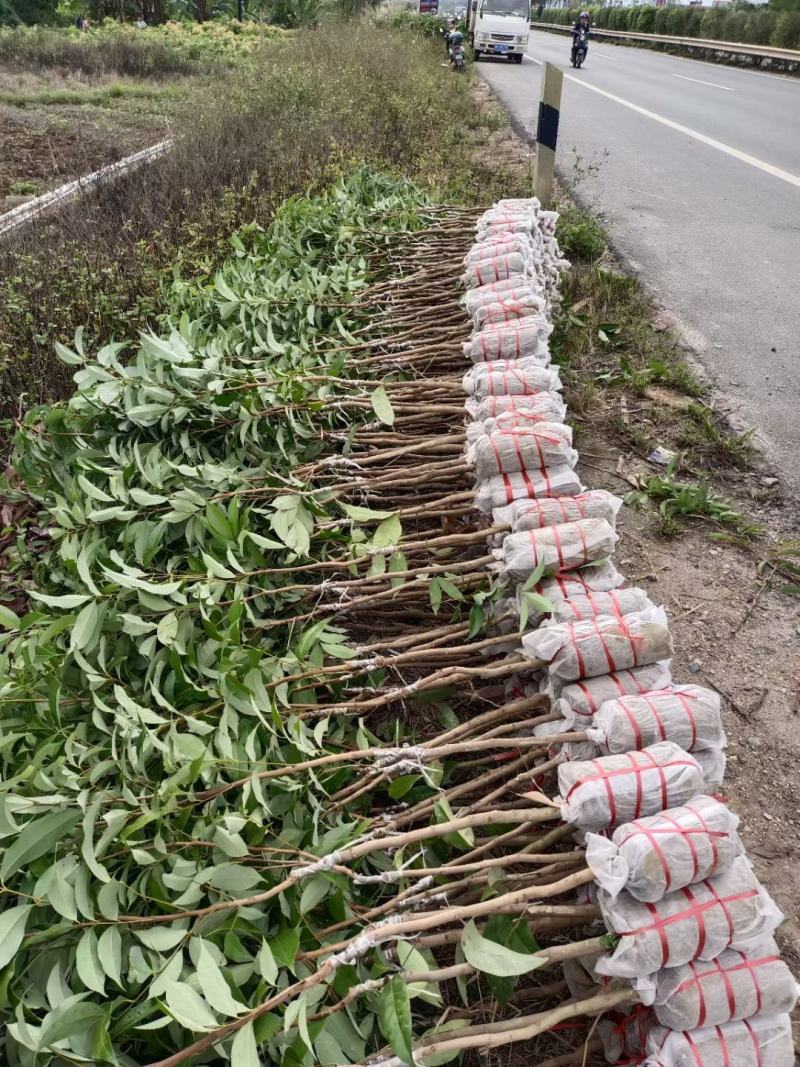 仙进奉荔枝
