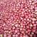 云南中上货粉红番茄，云南西红柿，大量现货全国供应
