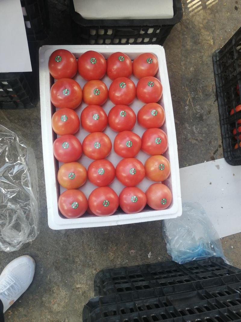 云南中上货粉红番茄，云南西红柿，大量现货全国供应