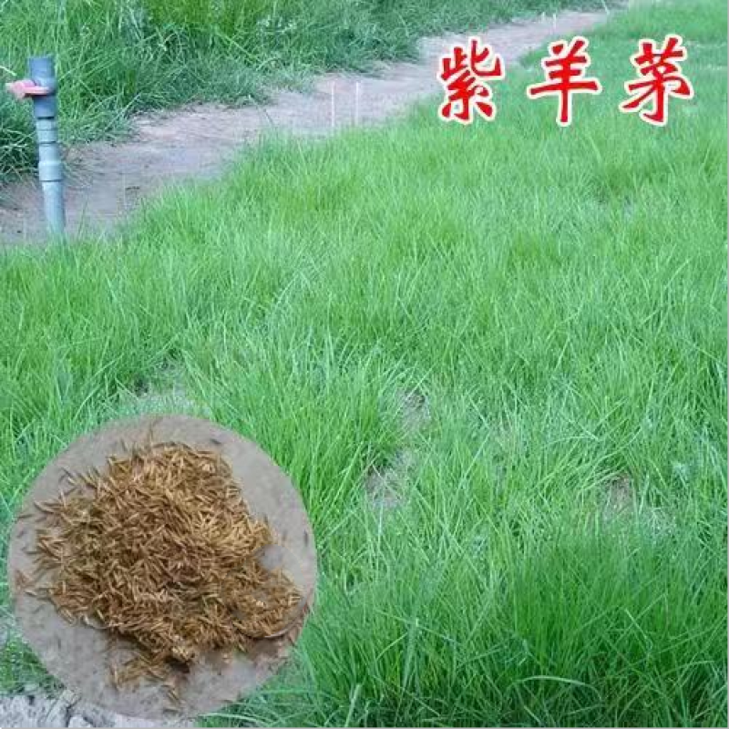 紫羊茅草种子进口草坪绿化草籽庭院护坡复绿耐寒草籽