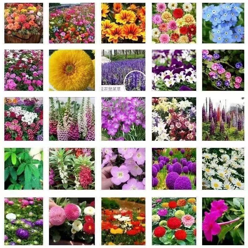 野花组合种子多年生四季播种花卉种子波斯菊格桑花百日草种籽