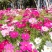 野花组合种子多年生四季播种花卉种子波斯菊格桑花百日草种籽