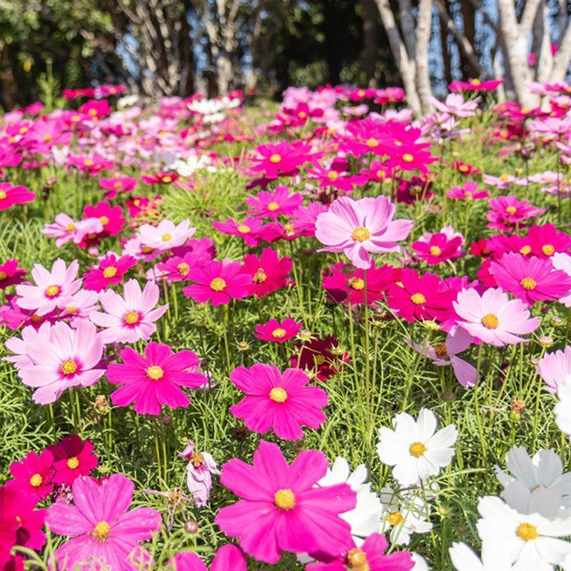 野花组合种子多年生四季播种花卉种子波斯菊格桑花百日草种籽