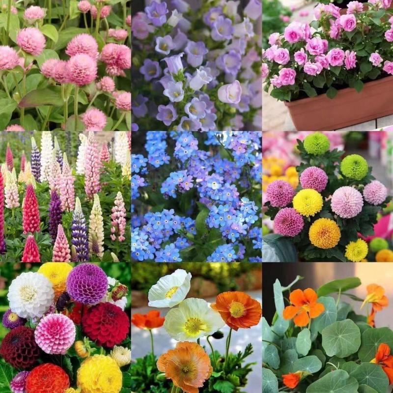 野花组合种子多年生四季播种花卉种子波斯菊格桑花百日草种籽