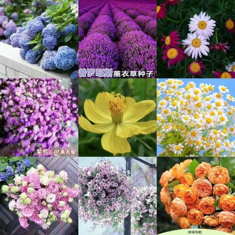 野花组合种子多年生四季播种花卉种子波斯菊格桑花百日草种籽