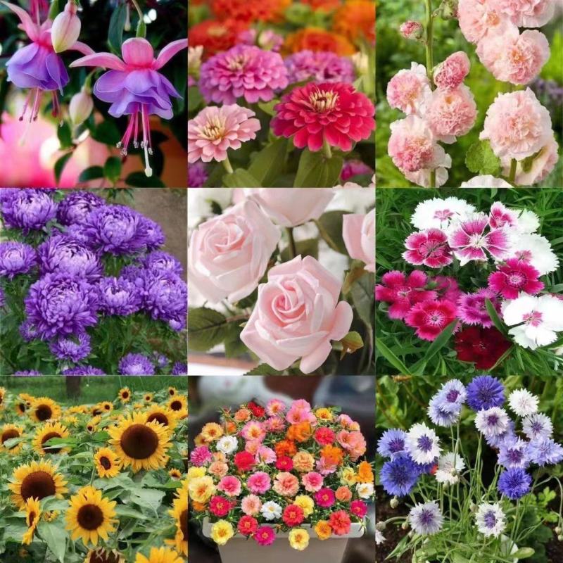 野花组合种子多年生四季播种花卉种子波斯菊格桑花百日草种籽