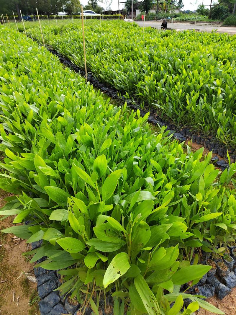 供应马占相思苗