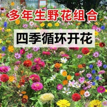 野花组合种子多年生四季播种花卉种子波斯菊格桑花百日草种籽