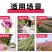 野花组合种子多年生四季播种花卉种子波斯菊格桑花百日草种籽