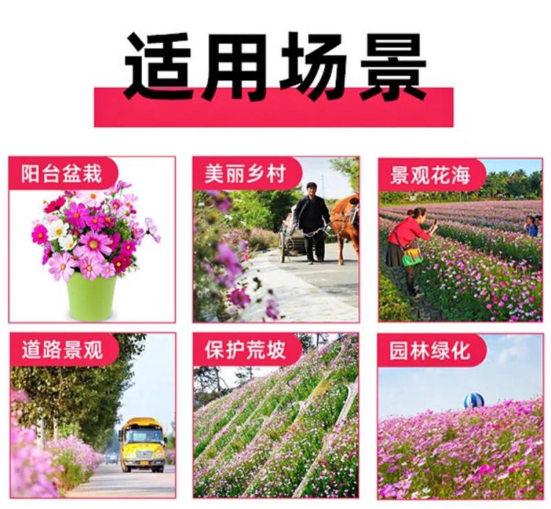 野花组合种子多年生四季播种花卉种子波斯菊格桑花百日草种籽
