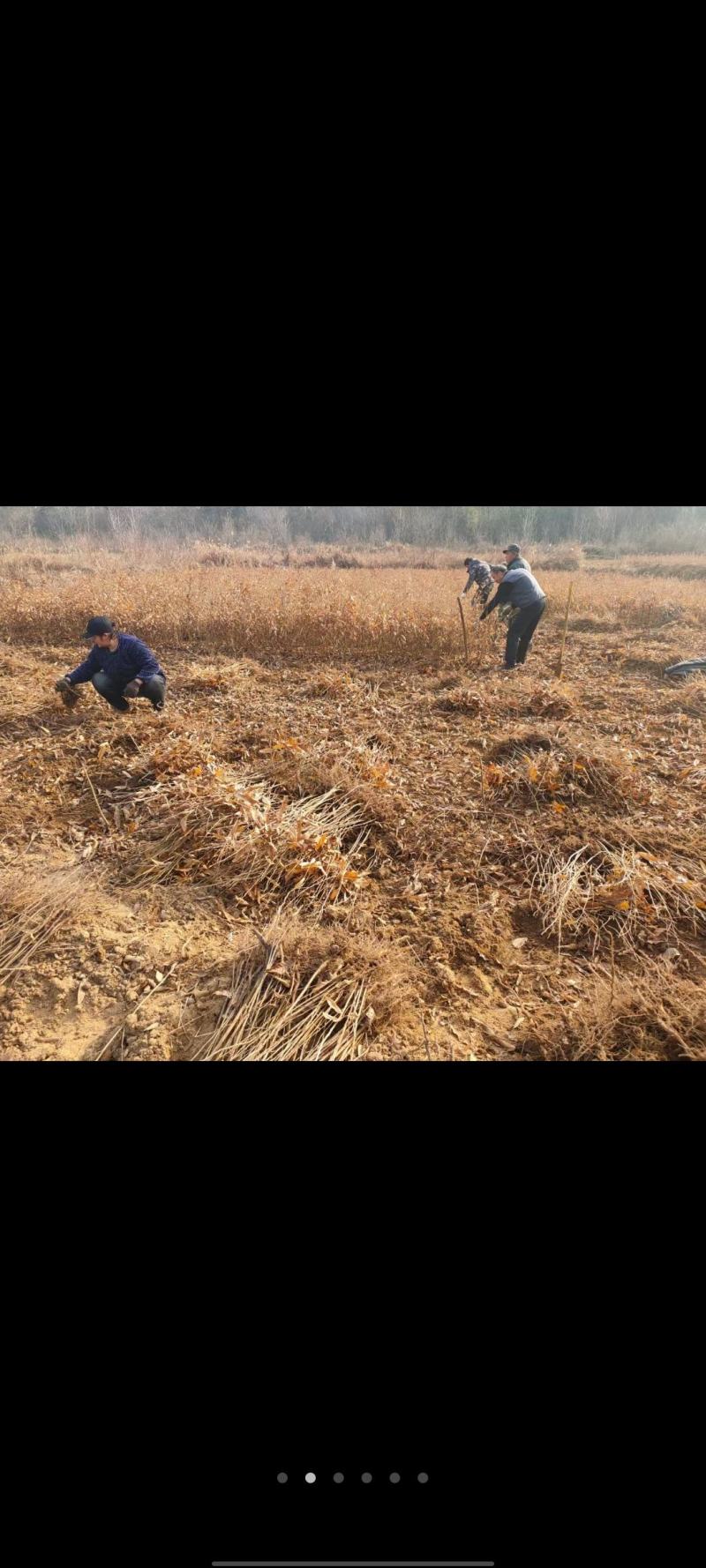 麻栎树苗