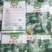 小南瓜种子甜栗香靑花皮黄心南瓜肉紧实香味浓结瓜多
