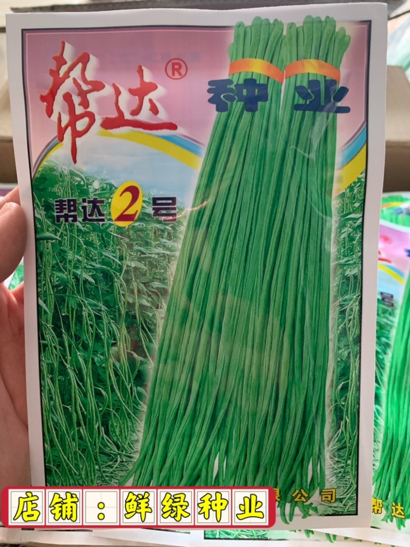 帮达1号豇豆生长势旺耐高温抗逆性强无鼠尾肉质紧实商品性佳