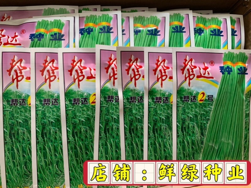 帮达1号豇豆生长势旺耐高温抗逆性强无鼠尾肉质紧实商品性佳