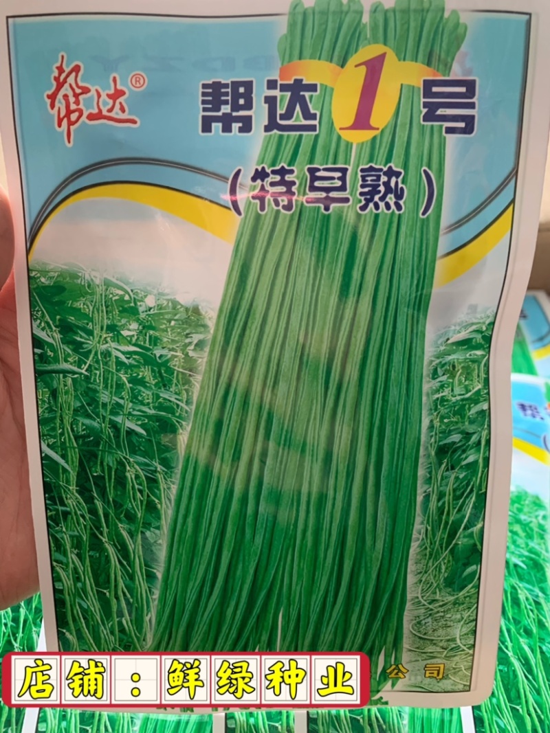 帮达1号豇豆生长势旺耐高温抗逆性强无鼠尾肉质紧实商品性佳