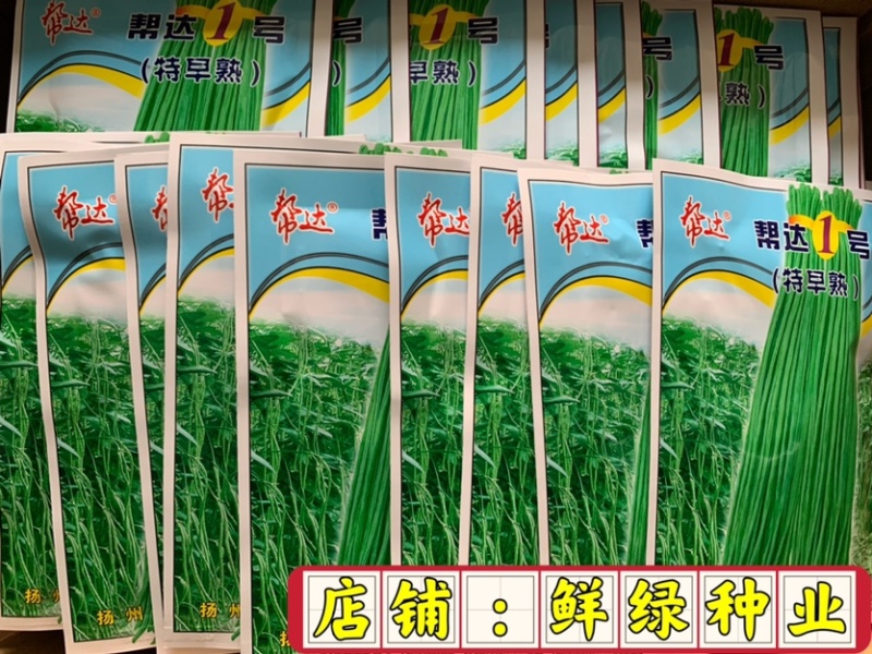 帮达1号豇豆生长势旺耐高温抗逆性强无鼠尾肉质紧实商品性佳