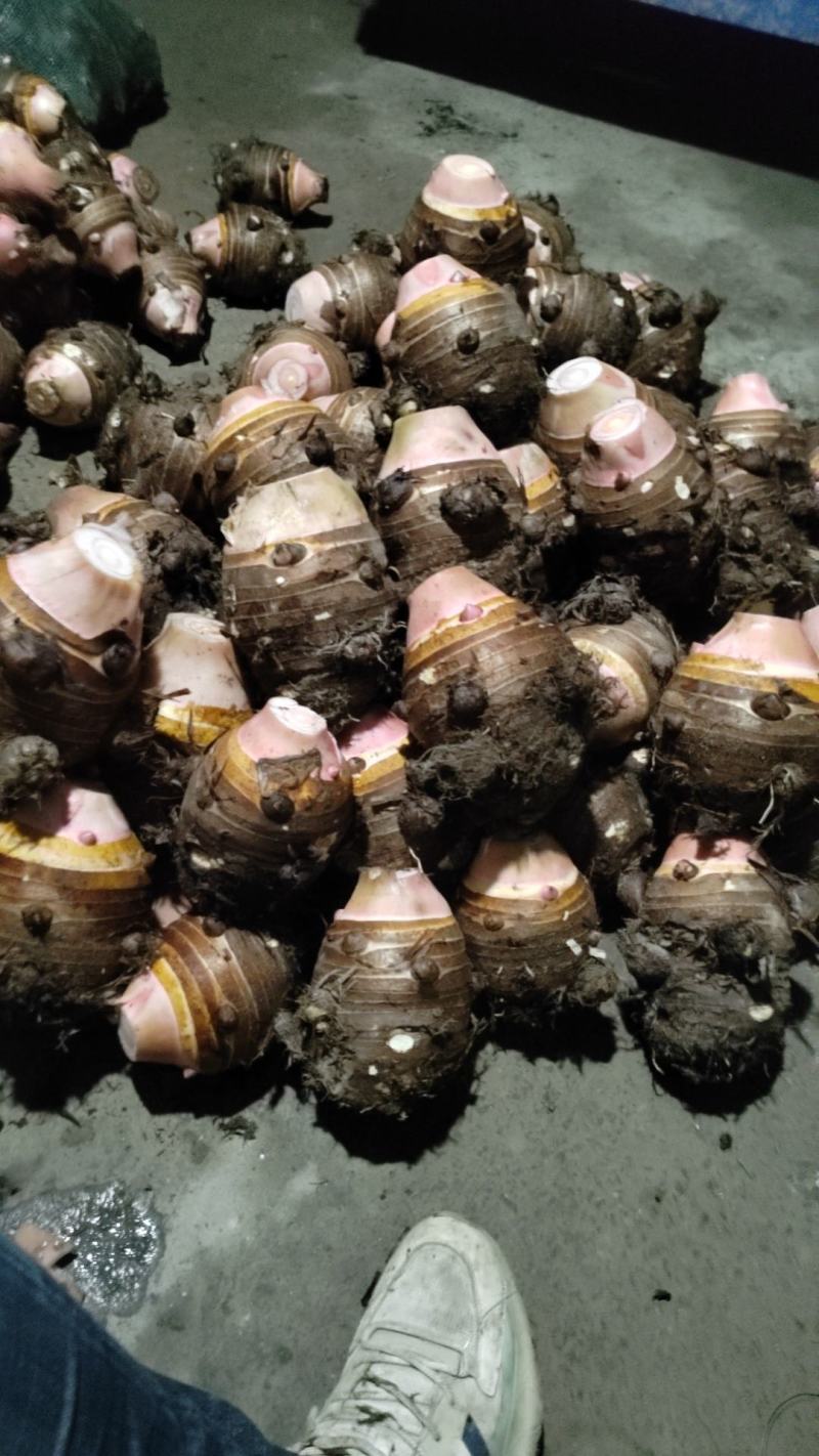 奉化精品芋艿头，产地直发，大量现货，保质保量