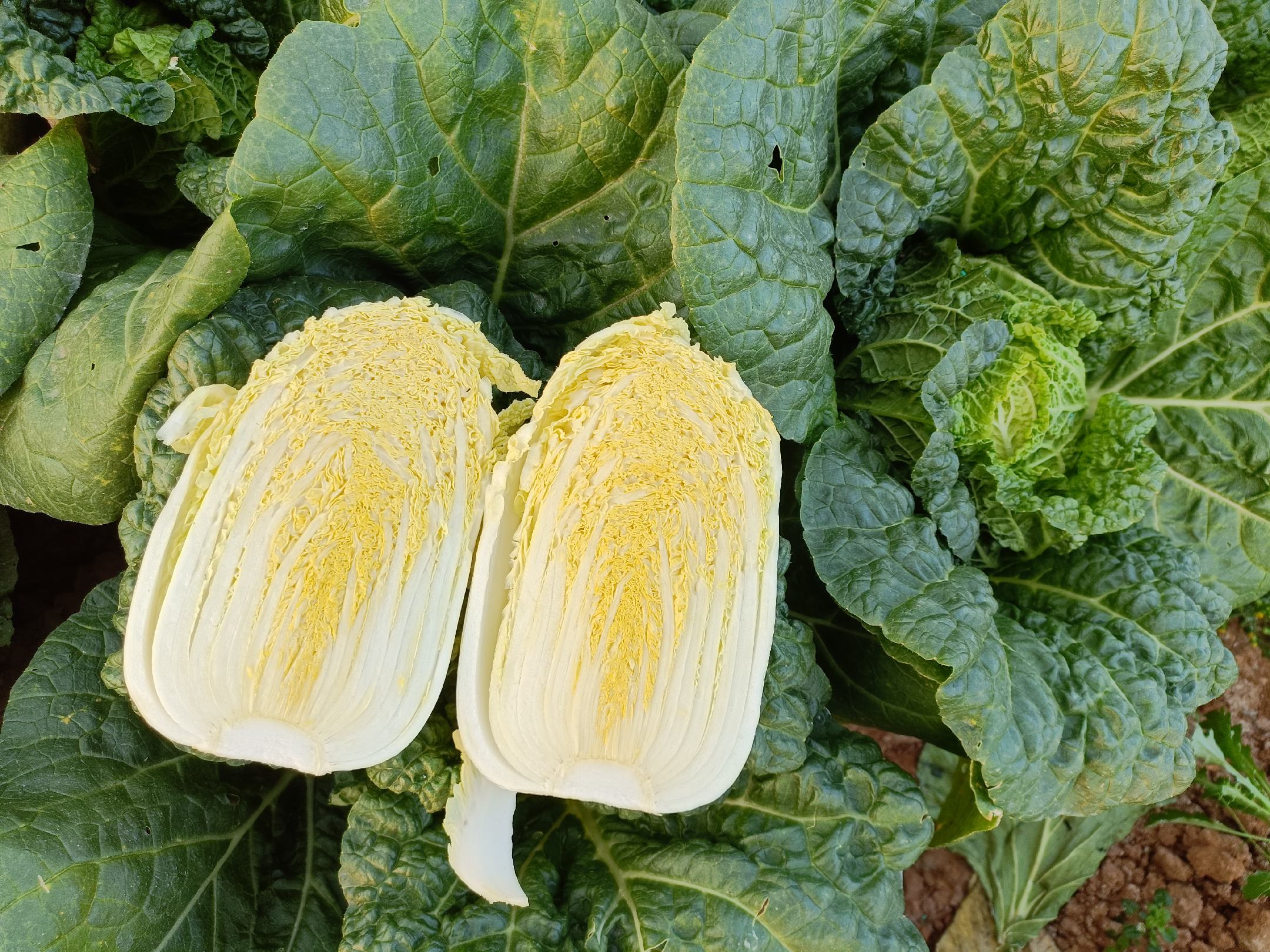 展示如何手工剥去大白菜外层叶片,保留中心嫩叶,制作成类似娃娃菜的形态 剥大白菜成娃娃菜的过程