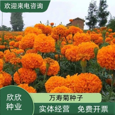 新万寿菊种子臭芙蓉万寿灯蜂窝菊臭菊花蝎子菊金菊花春秋播种
