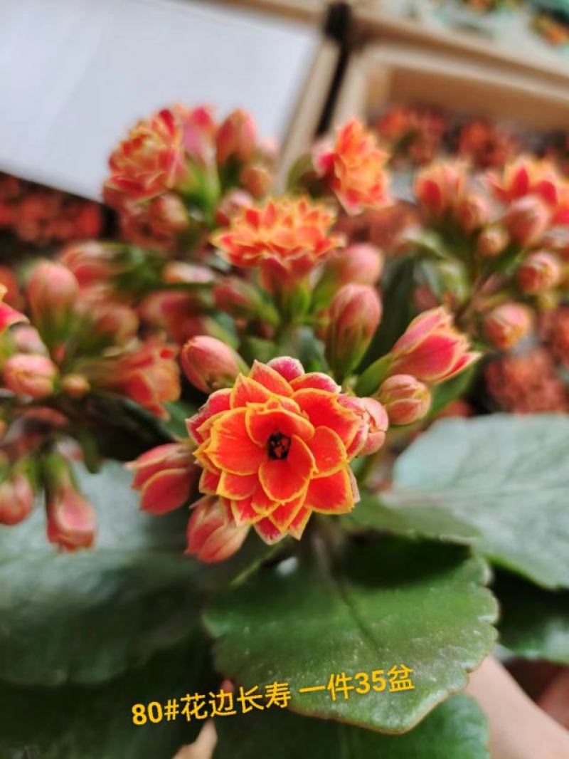 花边长寿花80#基地直发4.8元一盆现货实拍网红盆栽绿植