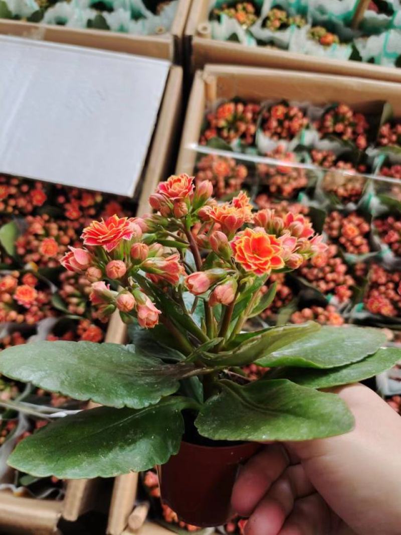 花边长寿花80#基地直发4.8元一盆现货实拍网红盆栽绿植