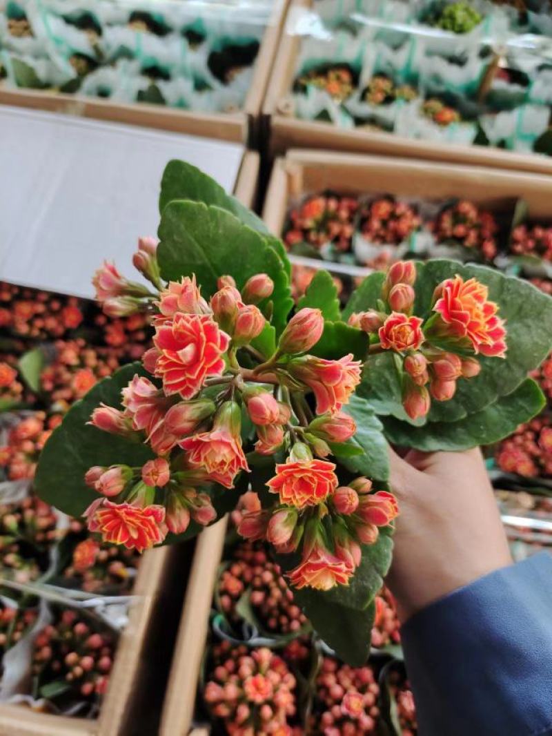花边长寿花80#基地直发4.8元一盆现货实拍网红盆栽绿植
