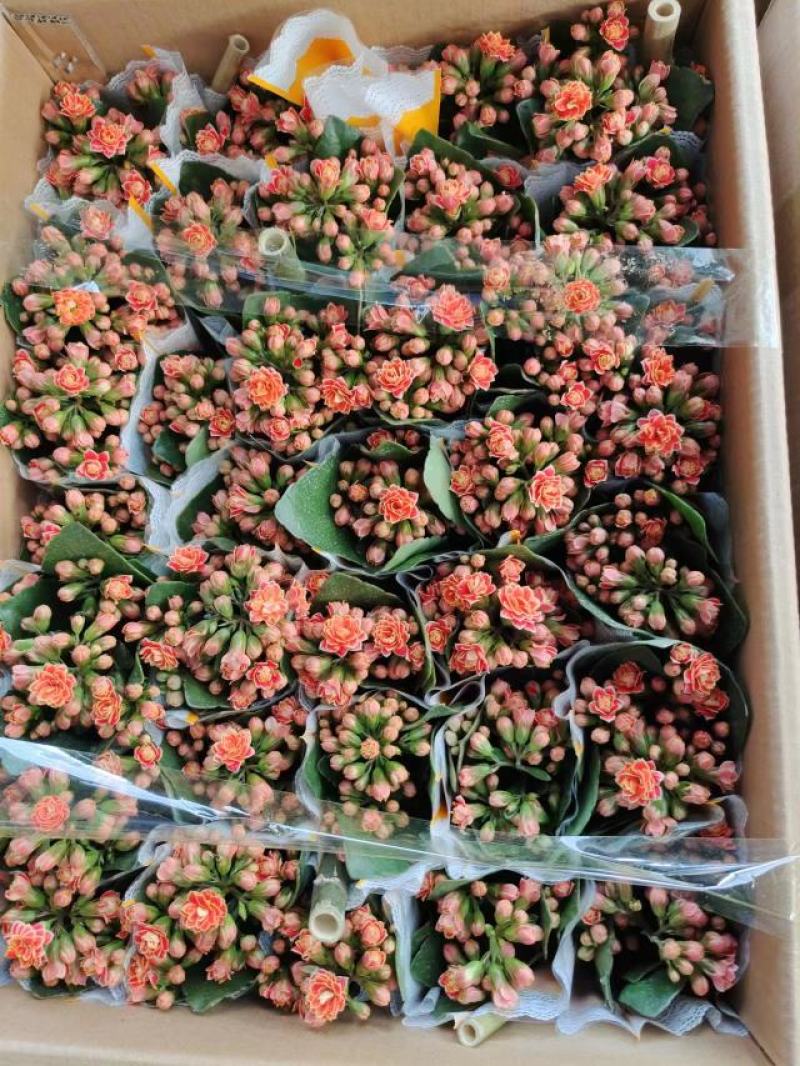 花边长寿花80#基地直发4.8元一盆现货实拍网红盆栽绿植
