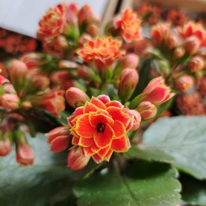 花边长寿花80#基地直发4.8元一盆现货实拍网红盆栽绿植